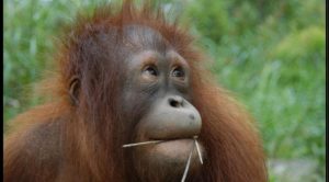 003144700_1446645033-orangutan