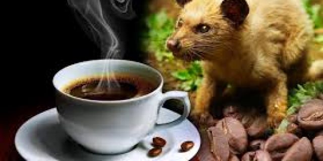 Ini Rahasia Kopi Luwak Liwa Begitu Mahal